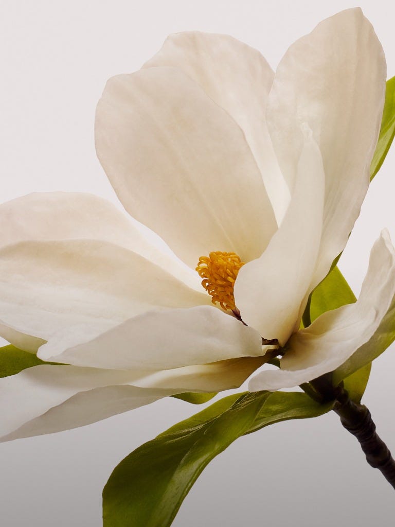 Magnolia Blossom